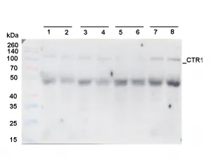 Anti-CTR1 | Constitutive triple response 1 - image 1